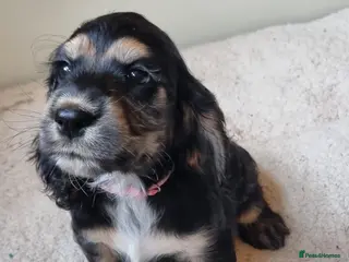 Cocker Spaniel dogs Health Tested Cocker Spaniels Ready Now - Advert 1