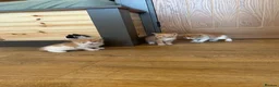 Mixed Breed cats for sale: Healthy Domestic Housecats, Father Unknown - Advert 3