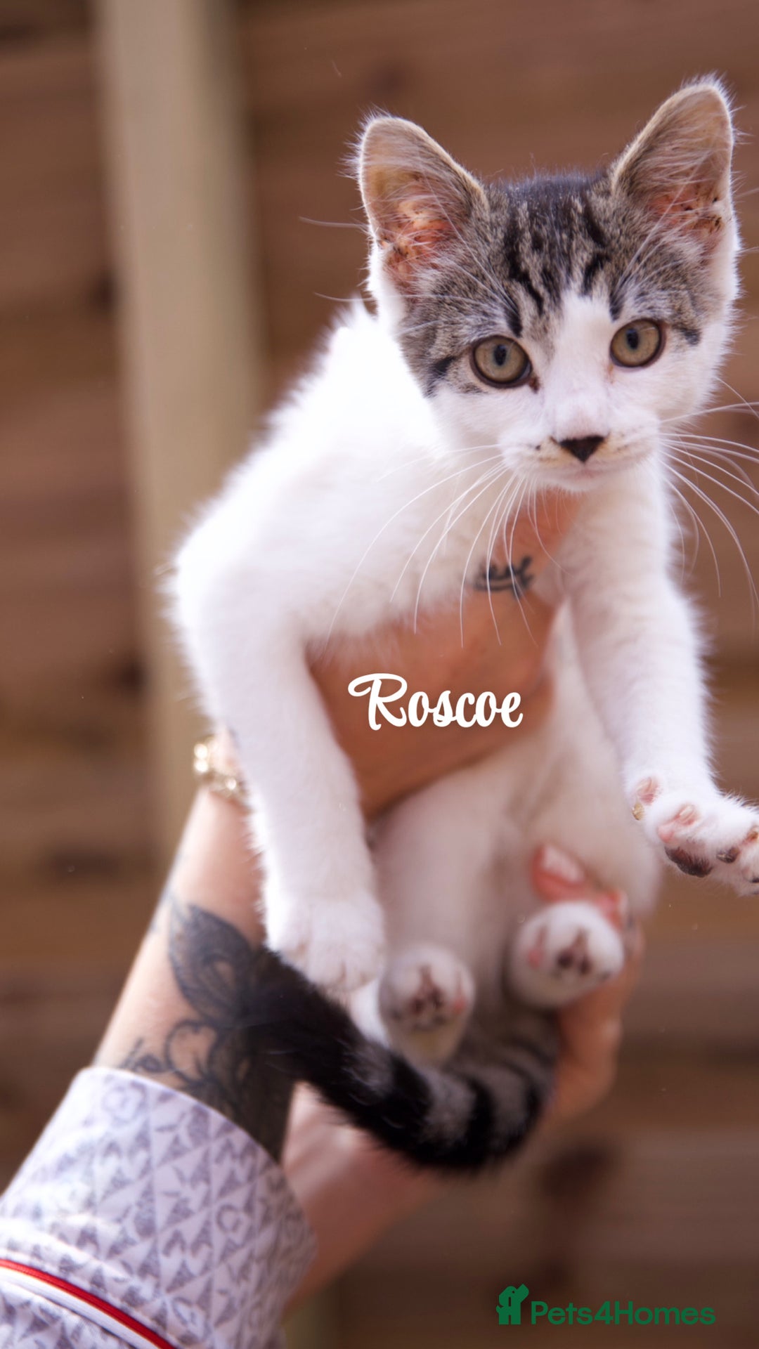 Domestic Shorthair cats for sale: Rescued kittens  - Image 2