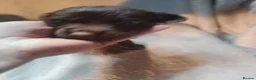 Sprocker dogs for sale: Sprocker puppies  - Advert 10