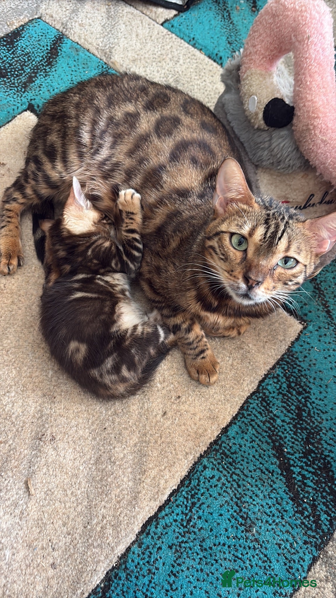 Bengal cats Pedigreed/registered bengal kittens - Advert 1
