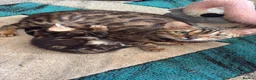 Bengal cats for sale: Pedigreed/registered bengal kittens - Advert 1
