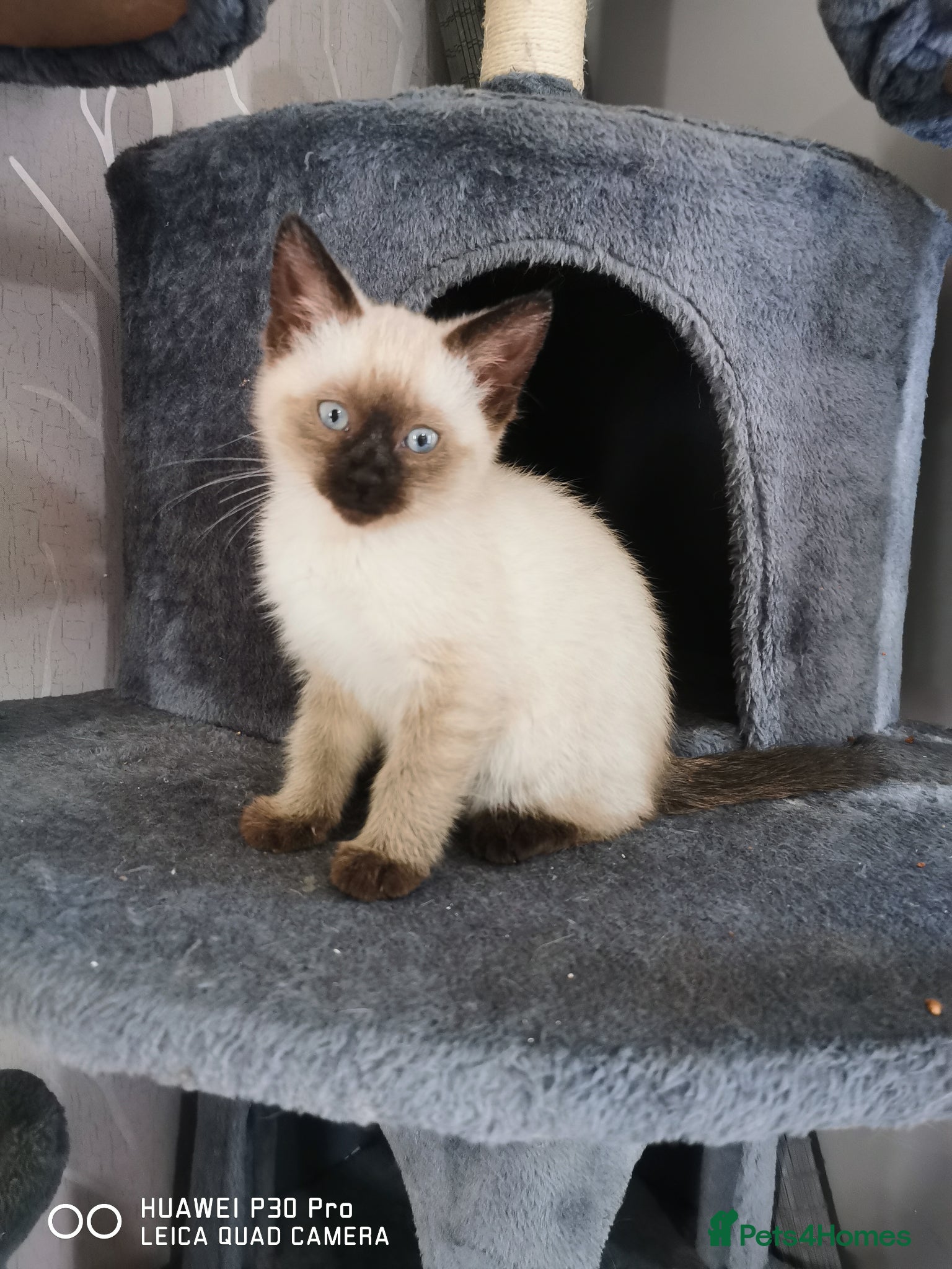 Mixed Breed cats for sale: Ragdoll cross Siamese kittens  - Advert 4