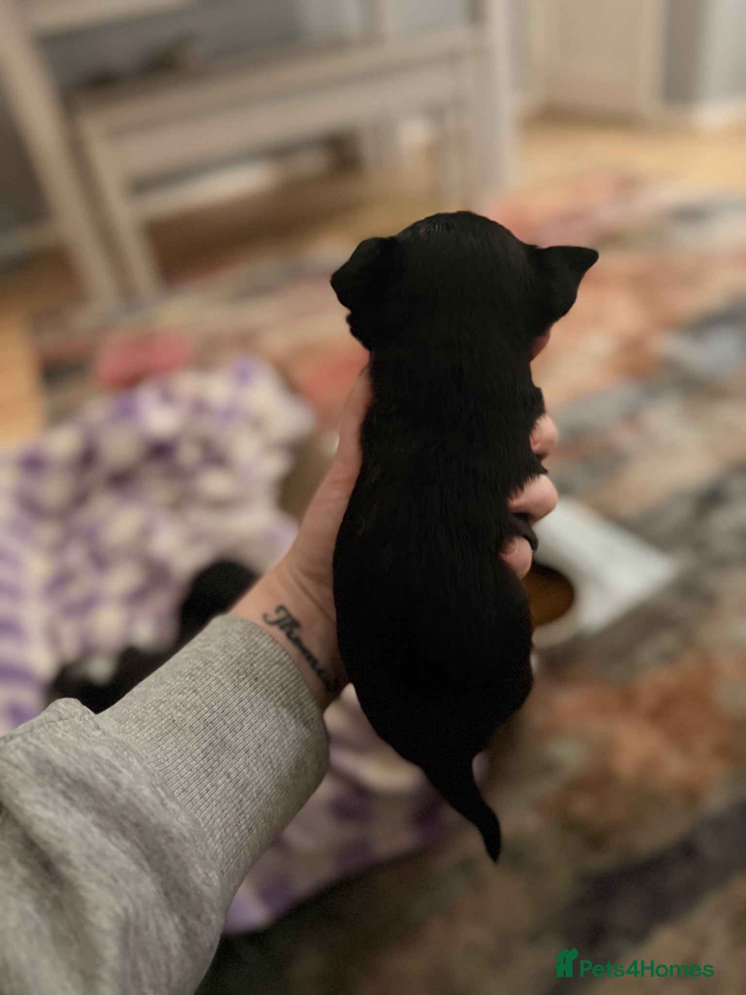 Chihuahua dogs for sale: 1 black & tan stunning girl🩷 - Advert 3