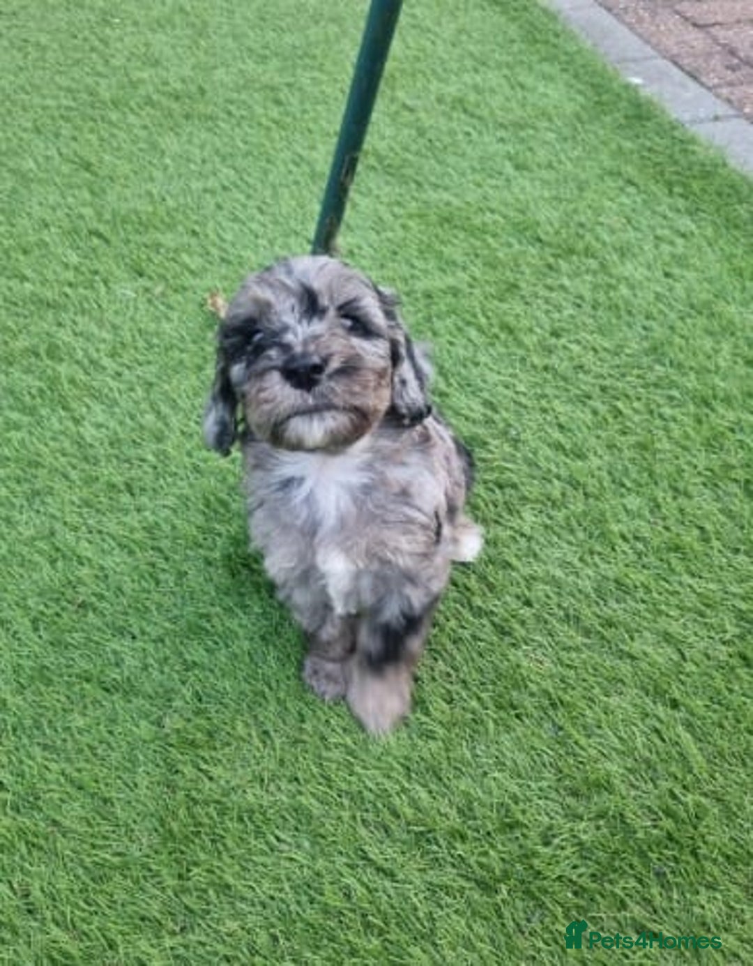 Cockapoo dogs for sale: Adorable Cockapoo Puppies - Image 9