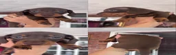 Miniature Dachshund dogs for sale: BEAUTIFUL MINI DACHSHUND PUPPIES - Advert 3