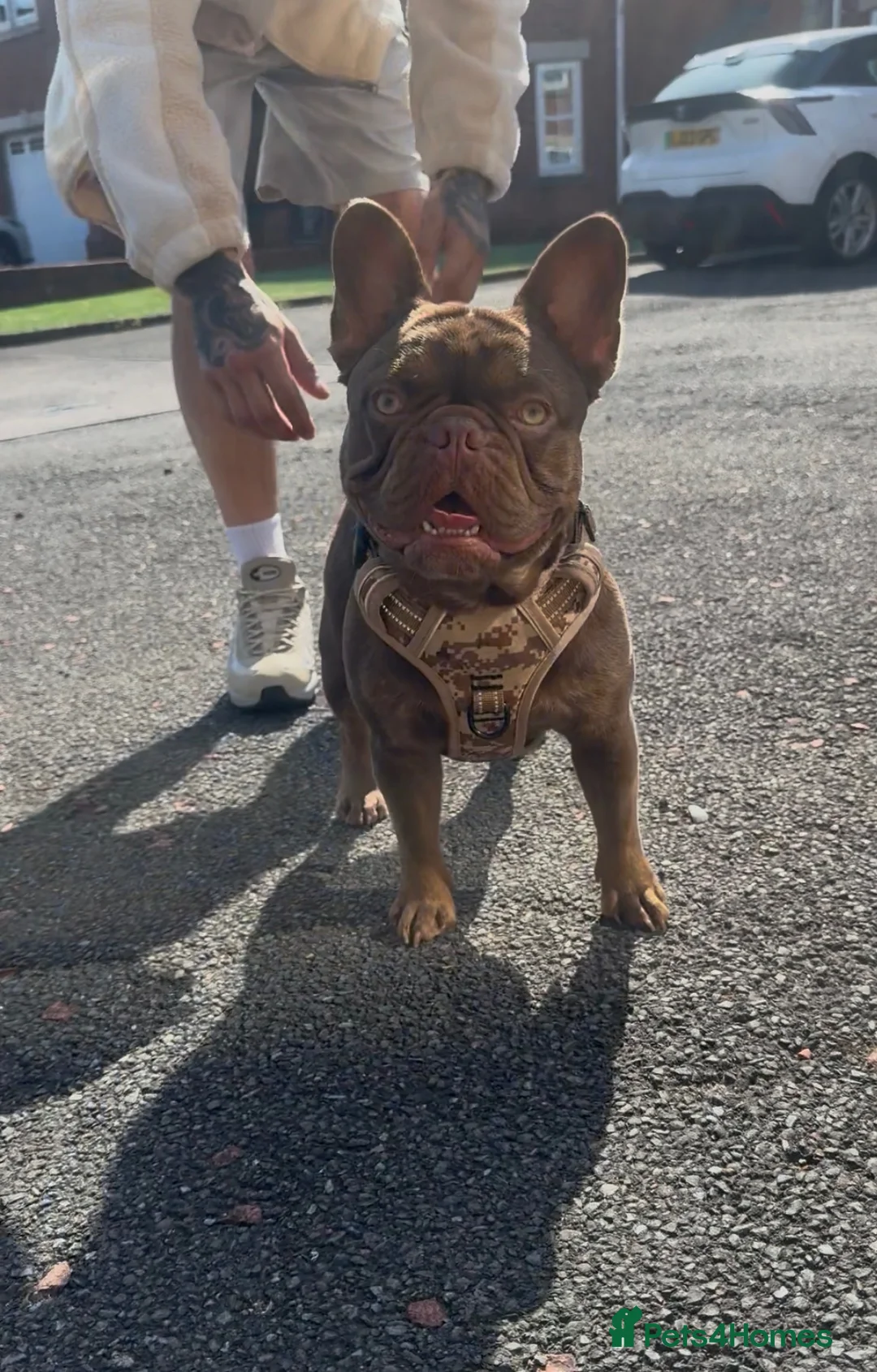 French Bulldog dogs for stud: Rojo tan French bulldog stud  - Advert 5