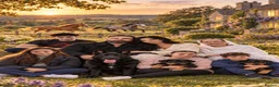 Rottweiler dogs for sale: TRAINED ROTTWEILER FEMALE 2yrs old - Advert 3