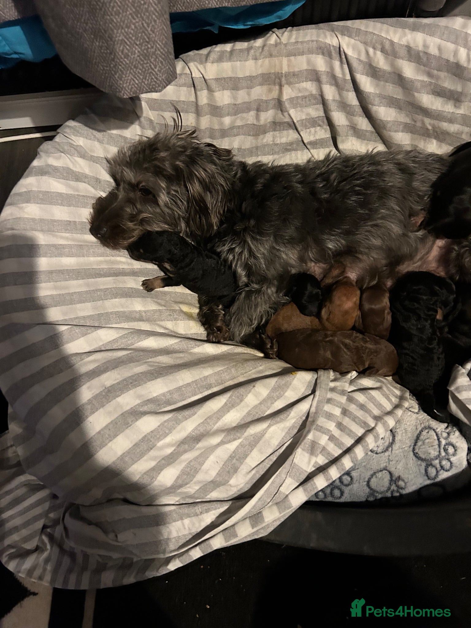 Mixed Breed dogs Beautiful puppies looking for their forever home  - Advert 1