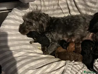 Mixed Breed dogs Beautiful puppies looking for their forever home - Advert 1