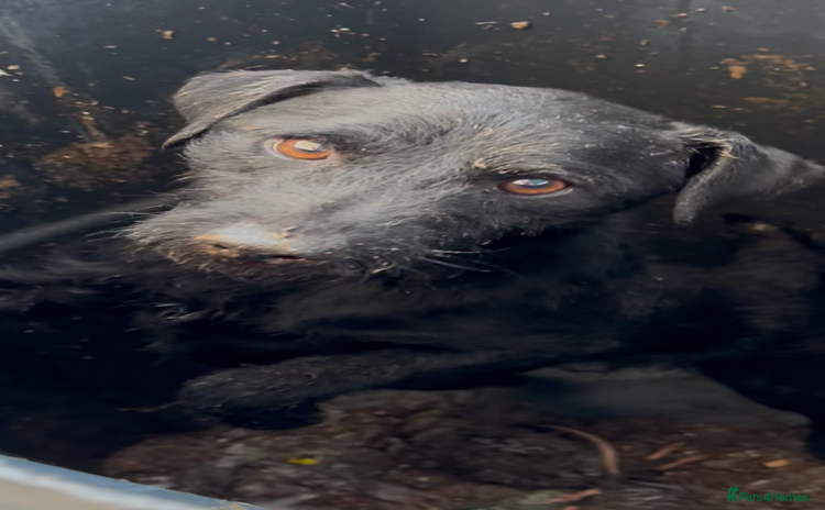 Patterdale Terrier dogs - Advert 1