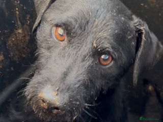 Patterdale Terrier dogs - Advert 14