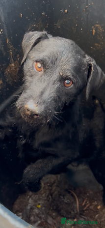 Patterdale Terrier dogs - Advert 1