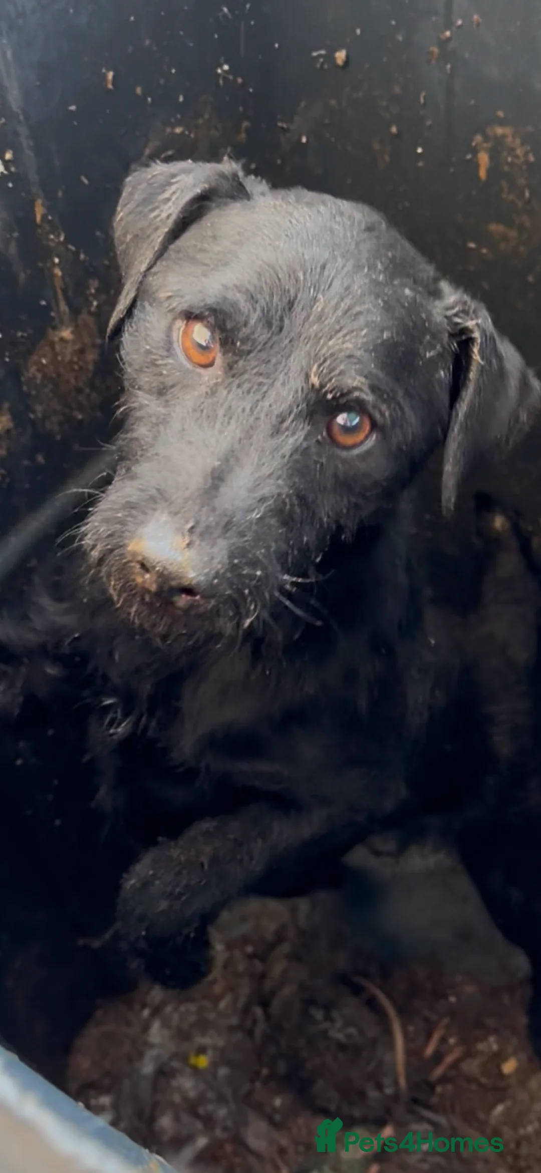 Patterdale Terrier dogs for stud: Rough coated patterdale  - Advert 4