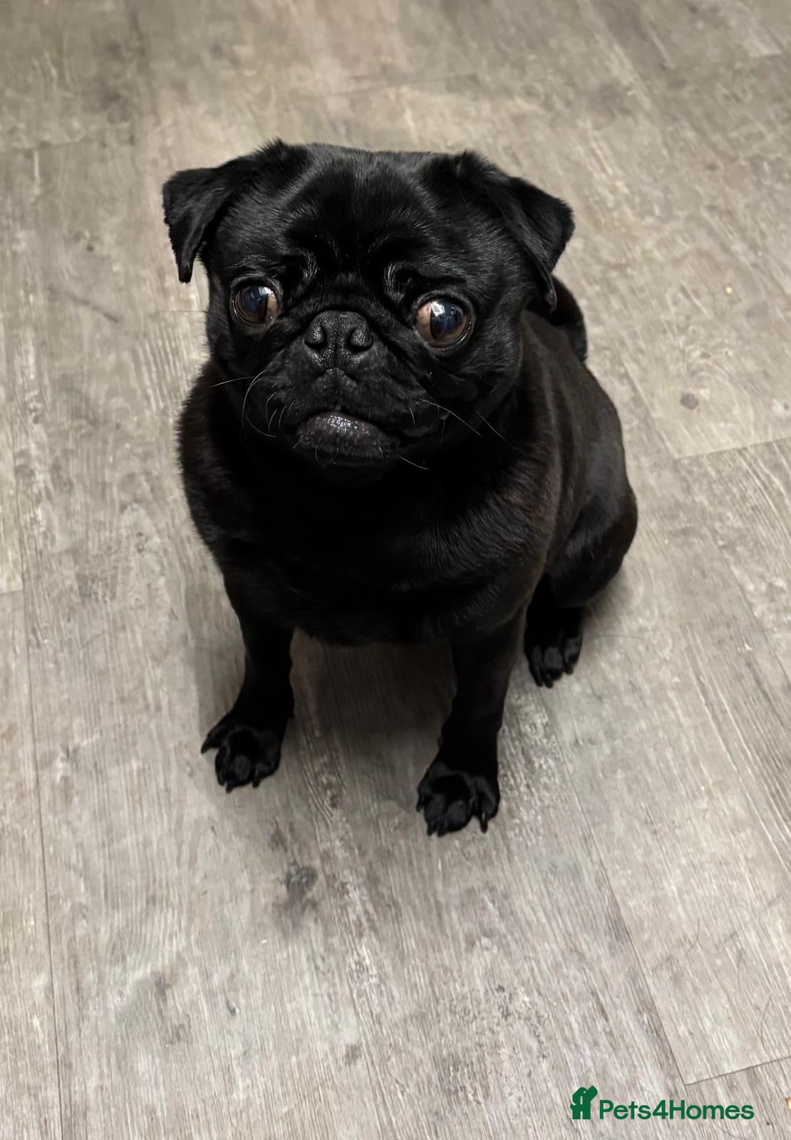 Pug dogs Black Pug Boy for Rehoming – Loving Home Needed - Advert 1