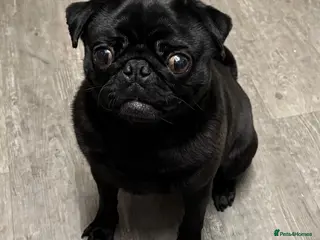 Pug dogs Black Pug Boy for Rehoming – Loving Home Needed - Advert 11