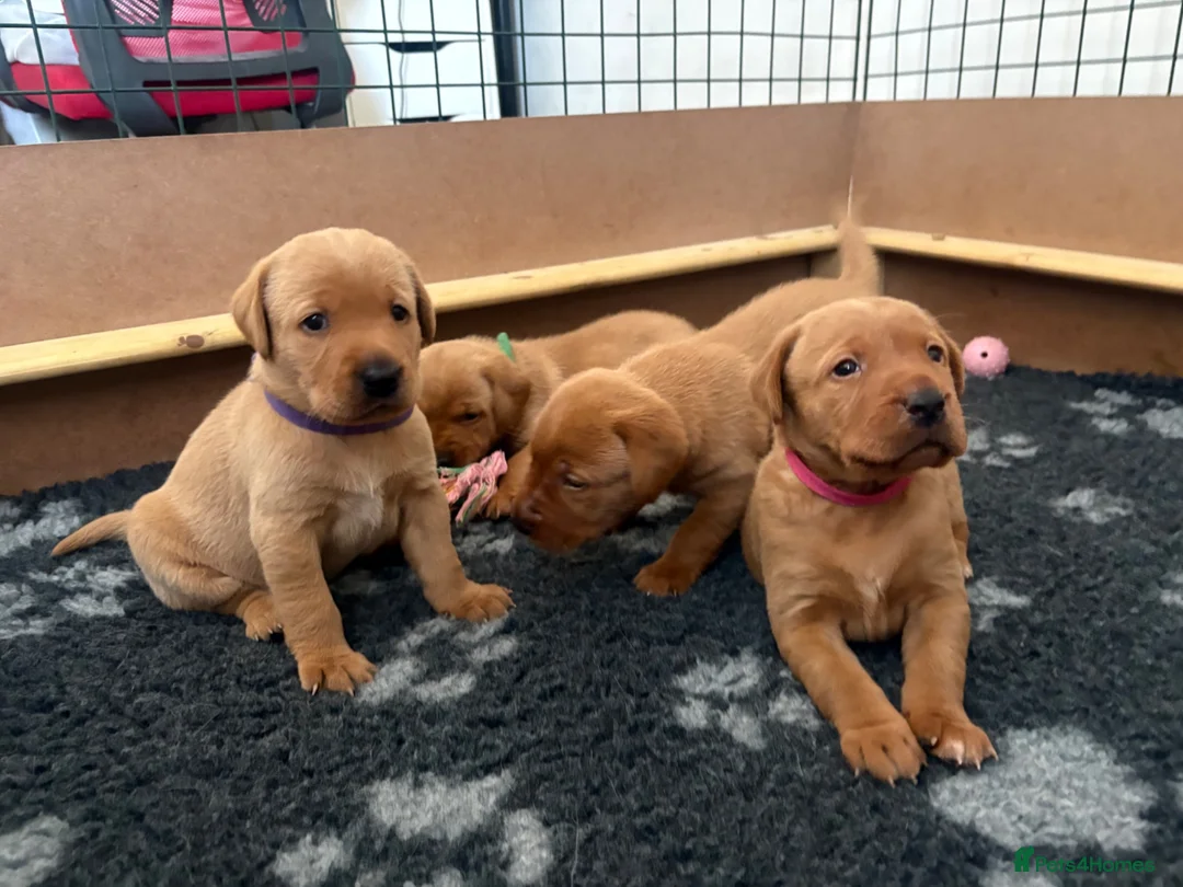 Labrador Retriever dogs for sale: Fox Red Labrador Retriever  - Advert 2