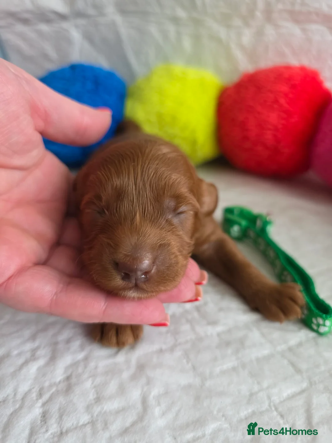 Australian Labradoodle dogs for sale:  👑 Multigen Toy Bred Australian Double Doodles 👑 - Advert 11