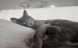 British Shorthair cats for sale: Beautiful grey female cat - Image 6