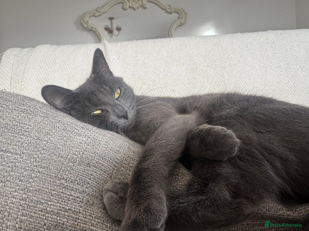 British Shorthair cats for sale: Beautiful grey female cat - Image 6