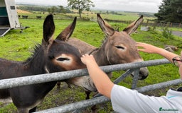 Donkey livestock for sale: 2 donkeys for sale - Image 4