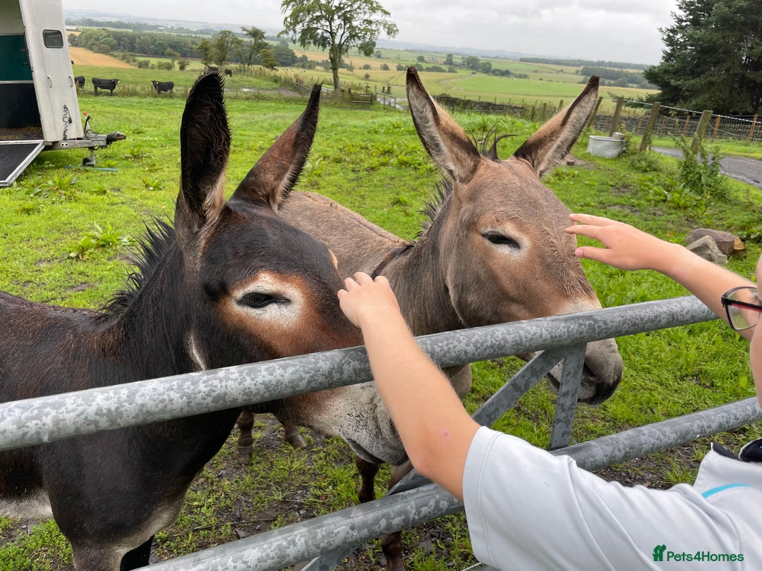 Donkey livestock for sale: 2 donkeys for sale - Image 4
