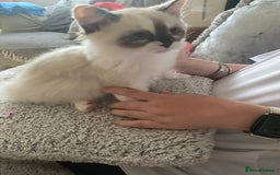 Ragdoll cats for sale: Ragdoll, beautiful little girl  - Image 2