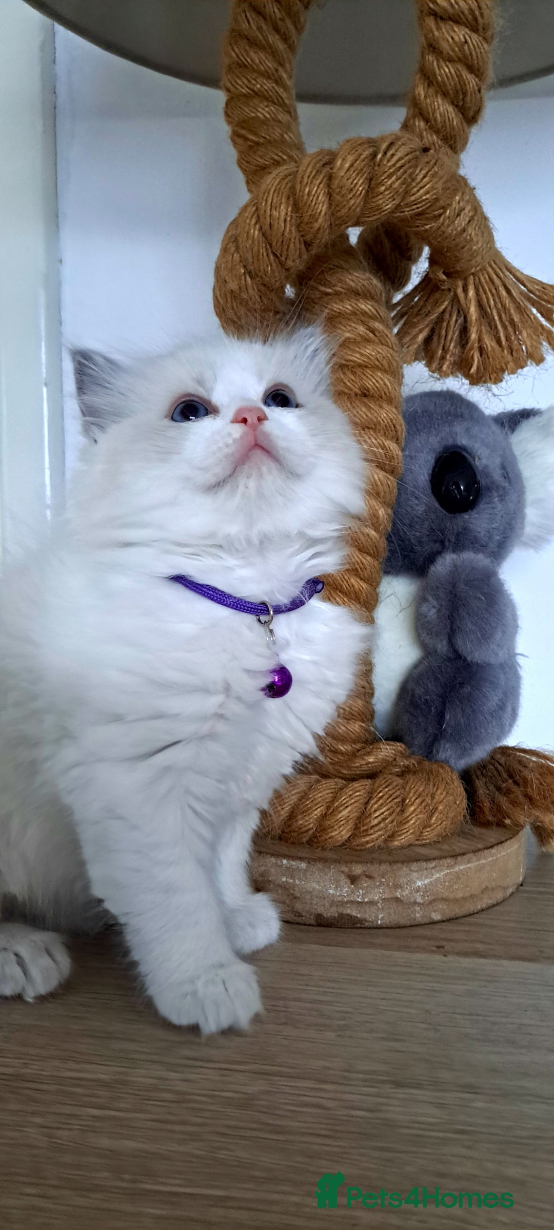 Ragdoll cats for sale: Pure Breed GCCF REG beautiful kittens - Advert 2