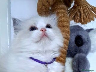 Ragdoll cats Pure Breed GCCF REG beautiful kittens - Advert 9