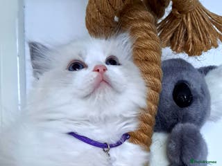 Ragdoll cats Pure Breed GCCF REG beautiful kittens - Advert 2