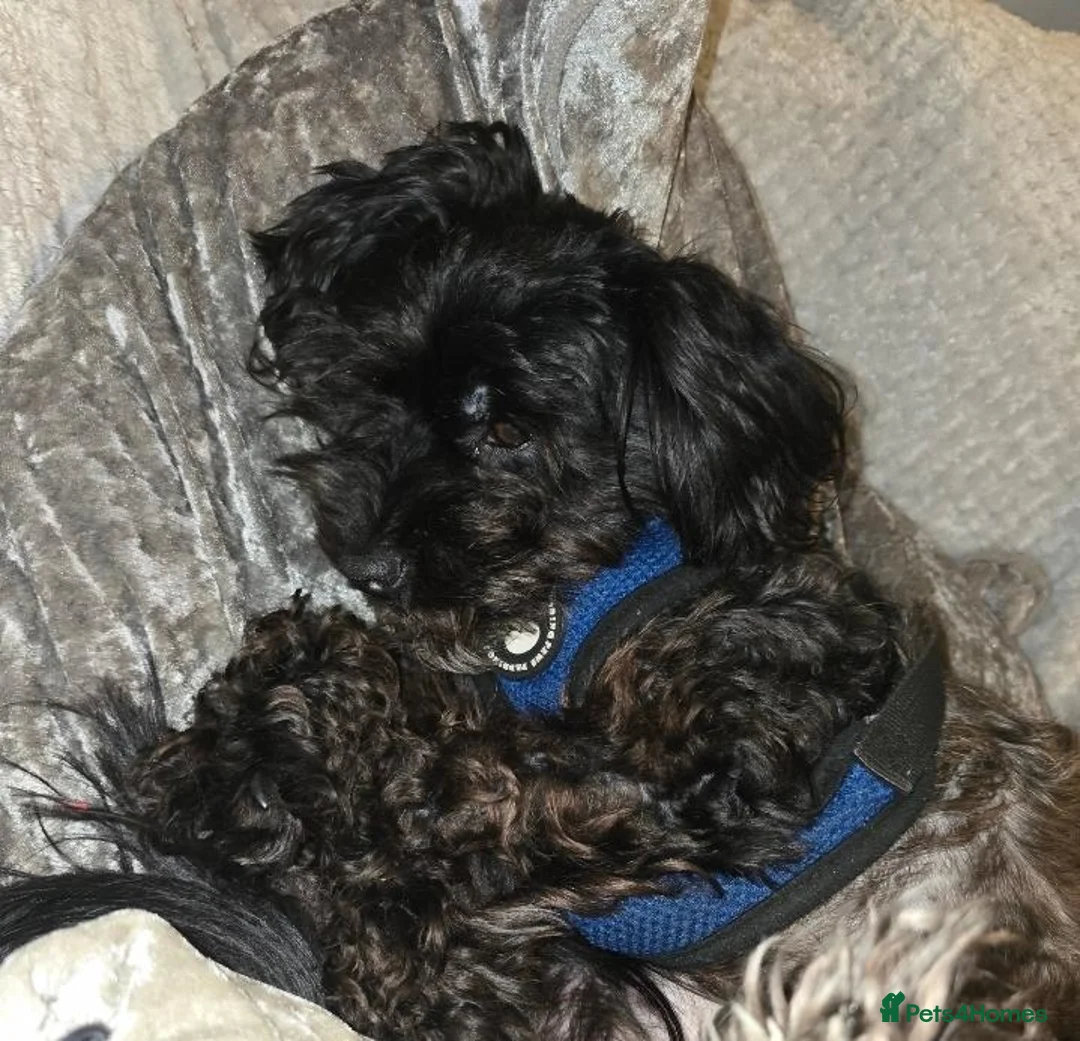 Maltipoo dogs for sale: Beautiful Loving 3-Year-Old Maltipoo Cross Boy in Sheffield - Advert 4