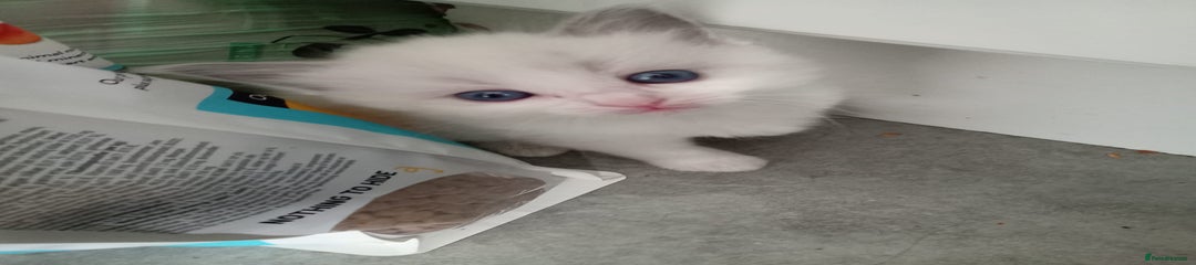 Ragdoll Kitten 5