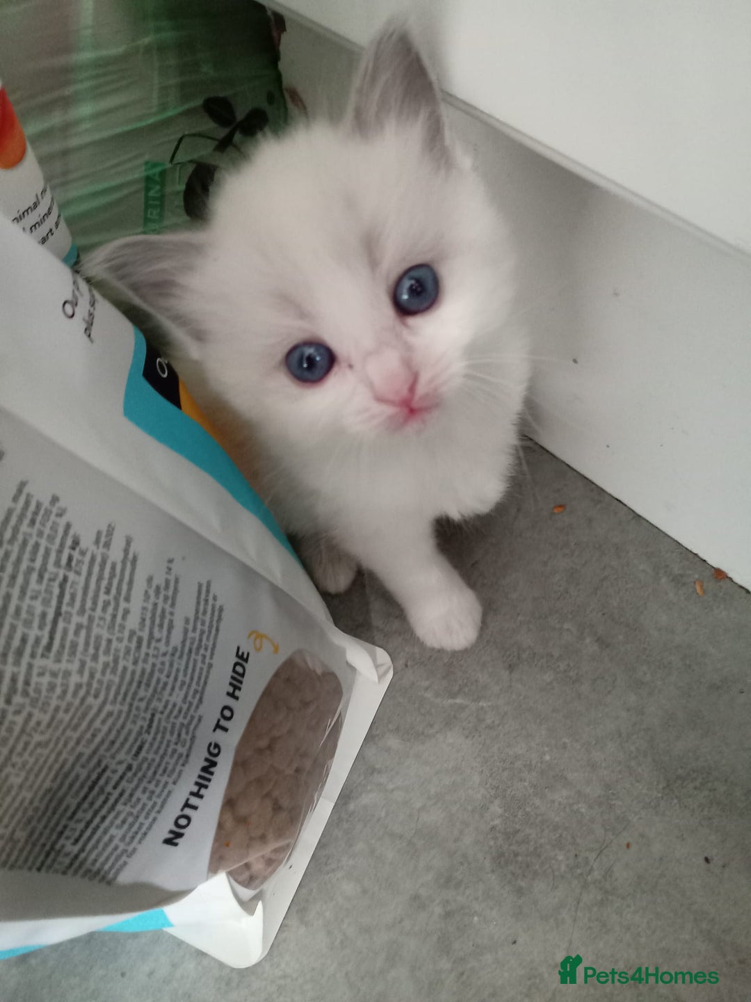 Ragdoll cats for sale: 6 ragdoll kittens  - Image 3