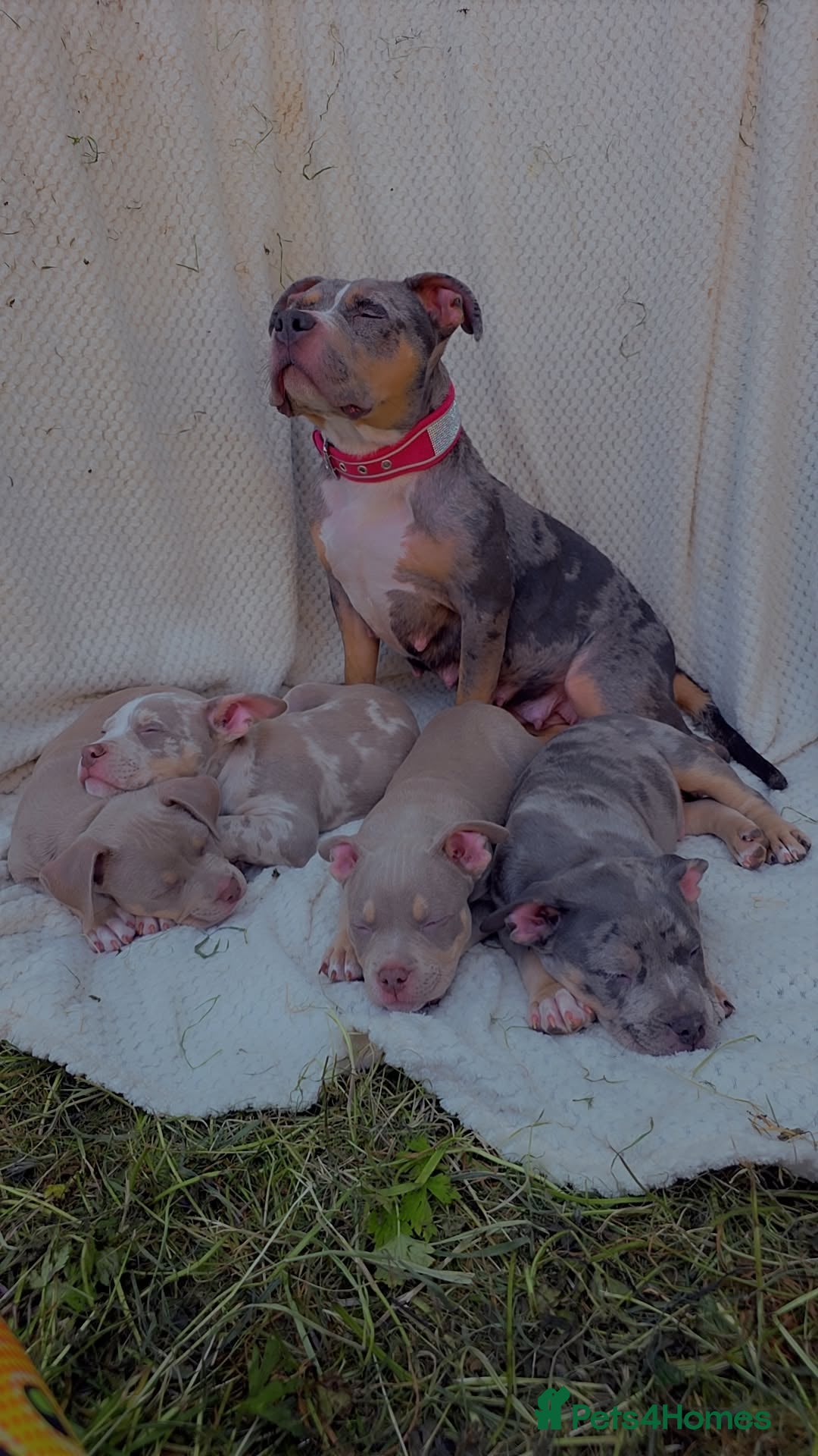 American Bully dogs for sale: ✨️💖American Bully (pocket) Puppies💖✨️ - Advert 12