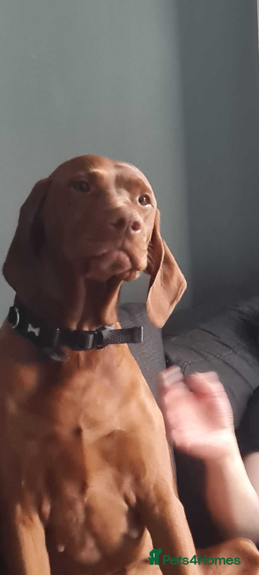 Mixed Breed dogs Vizsladoodle Puppies for sale - Advert 3
