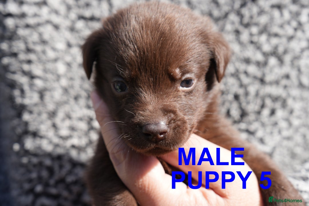 Labrador Retriever dogs for sale: Labrador retrievers chocolate and black KC reg - Image 9