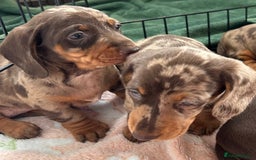 Dachshund dogs for sale: Dachshund medium/small dappled chocolate - Image 2