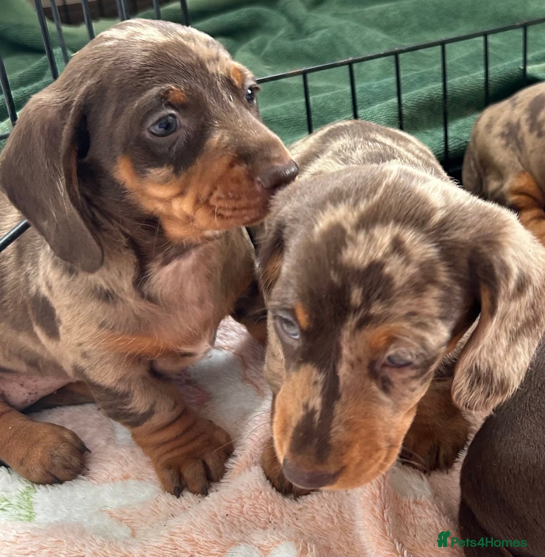 Dachshund dogs for sale: Dachshund medium/small dappled chocolate - Image 2