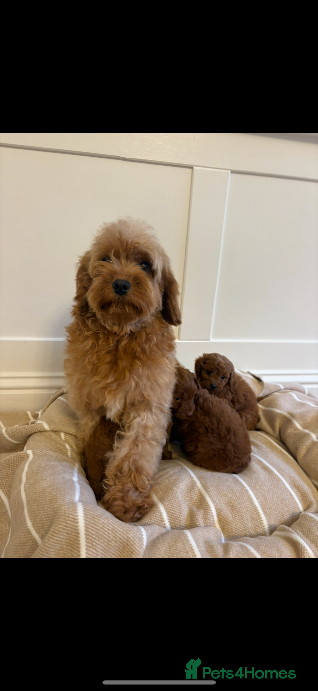 Cavapoo dogs for sale: LICENSED BREEDER QUALITY HEALTH TESTED CAVAPOOS - Advert 3