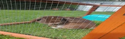 Mini Lop rabbits for sale: 2 beautiful mini lops  - Advert 3