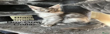 Maine Coon Kitten 1