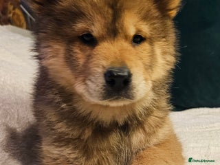 Mixed Breed dogs ❤️ Chowsky puppies chow chow siberian husky ❤️ - Advert 11