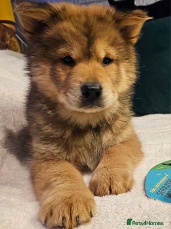 Mixed Breed dogs ❤️ Chowsky puppies chow chow siberian husky ❤️ - Advert 1