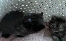 Siberian cats for sale: Siberian Kittens - Image 5