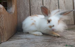 Mixed Breed rabbits for sale: Very pretty soft fluffy bunnies - Image 17