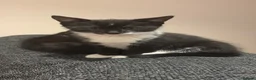 Domestic Shorthair cats for sale: Female kitten  - Advert 4