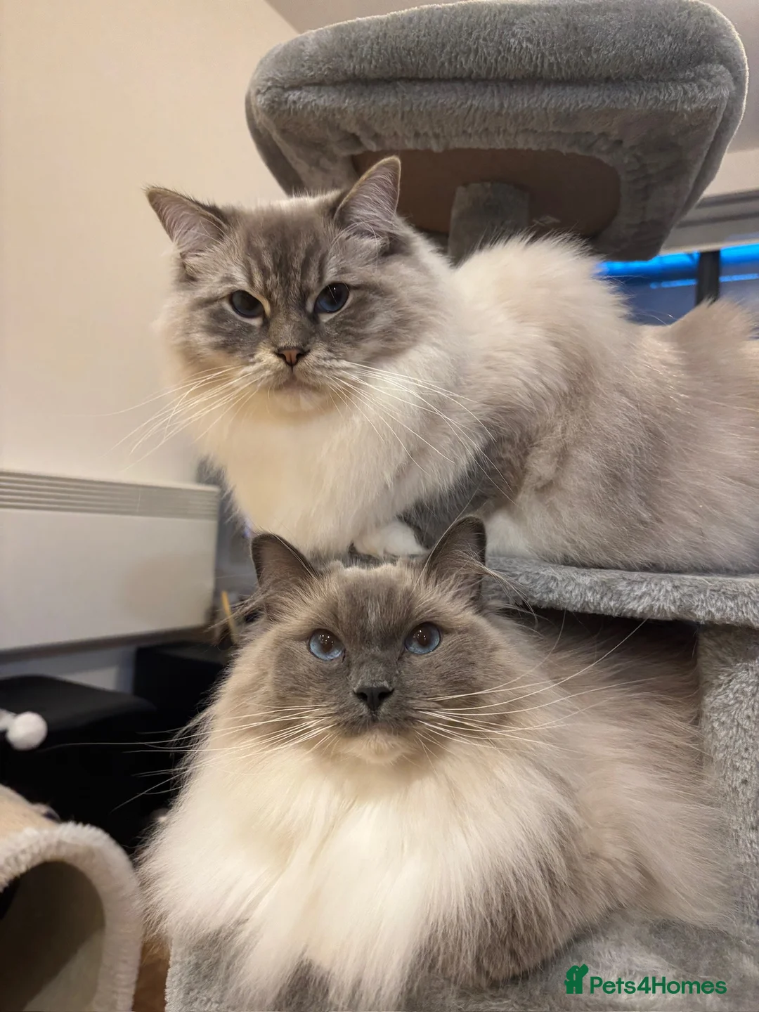 Ragdoll cats for sale: Alaska & Simba - Home Wanted for Our Bonded Pair - Advert 1