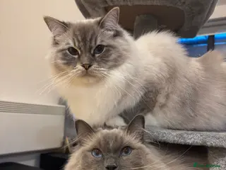 Ragdoll cats Alaska & Simba - Home Wanted for Our Bonded Pair - Advert 1