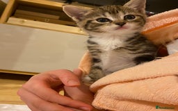 Mixed Breed cats for sale: Four gorgeous kittens  - Image 9