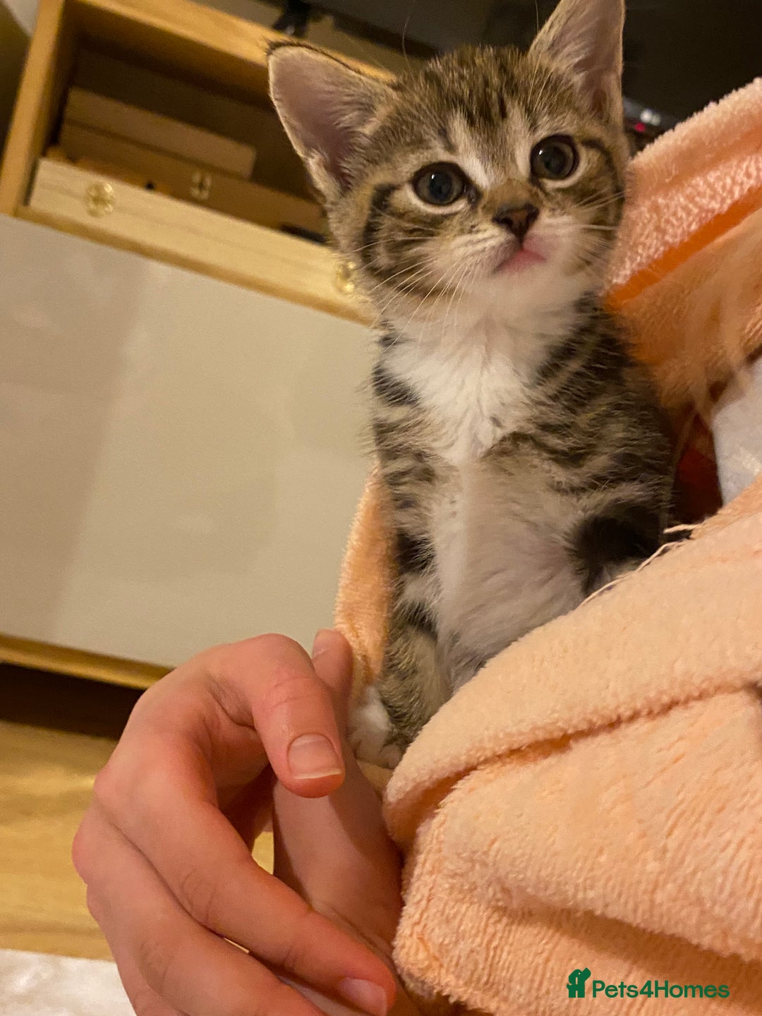 Mixed Breed cats for sale: Four gorgeous kittens  - Image 9